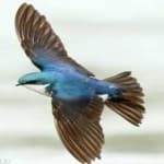 Sample 6 – Tree swallow