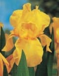Sample 6 – Bearded iris