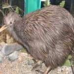 Sample 3 – Bird kiwi