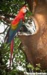 Sample 6 – Macaw