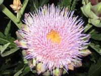 Sample 16 – Artichoke flower