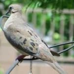 Sample 5 – Mourning dove