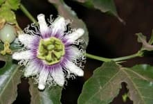 Sample 1 – Passion flower
