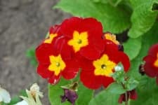 Sample 3 – Primula