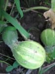 Sample 6 – Cucumber