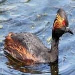 Sample 6 – Black necked grebe