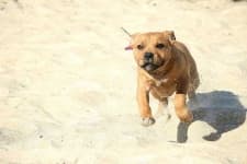 Sample 5 – Staffordshire bull terrier