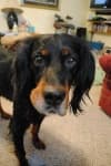 Sample 4 – Gordon setter