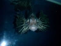 Sample 1 – Lionfish