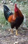 Sample 6 – Cock