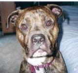Sample 2 – American pit bull terrier
