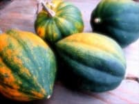 Sample 3 – Acorn squash