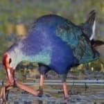 Sample of Purple swamphen