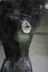 Sample 4 – Siamang
