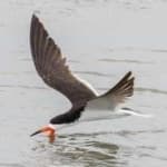Sample 3 – Black skimmer