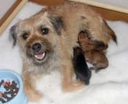 Sample 3 – Border terrier
