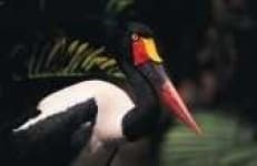 Sample 3 – Black stork