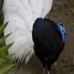 Sample 3 – Bulwers pheasant