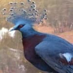 Sample 4 – Victoria crowned pigeon