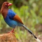 Sri lanka blue magpie image dataset preview