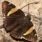 Sample 11 – Banded butterfly