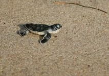 Sample 6 – Leatherback turtle
