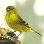 Sample 1 – Canary