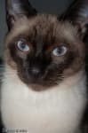 Sample 4 – Siamese