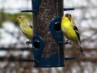 Sample 1 – Goldfinch