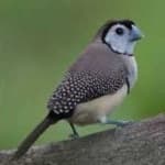 Sample 2 – Double barred finch