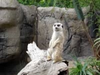 Sample 6 – Meerkat