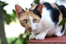 Sample of Feral cats