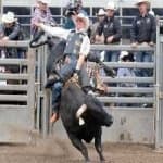 Sample 2 – Bull riding