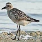 Sample 4 – Grey plover