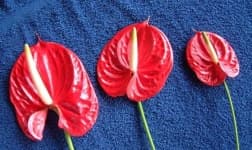 Sample 4 – Anthurium
