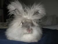 Sample 4 – Angora