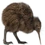 Sample 12 – Bird kiwi