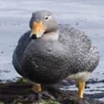Sample 3 – Steamer duck