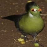 Sample 1 – White cheeked turaco