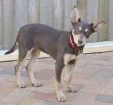 Sample 1 – Kelpie