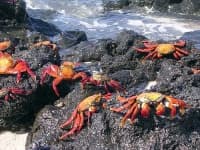 Sample 4 – Rock crab