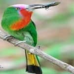Sample 4 – Red bearded bee eater