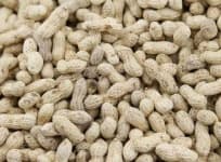 Sample 1 – Peanut