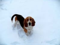 Sample 6 – Basset hound