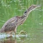 Sample 3 – American bittern