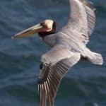 Sample 5 – Pelican