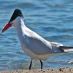 Sample 1 – Caspian tern