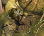 Sample 1 – Bullfrog