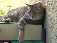 Sample 4 – Tiger cat