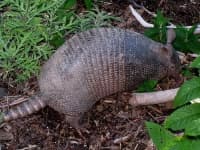 Sample 2 – Armadillo